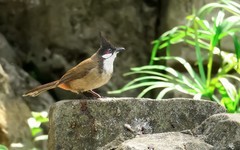 公园的红耳鹎 （16）