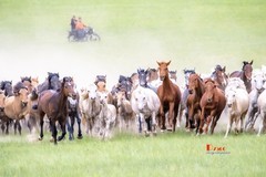 骏马驰骋（54）