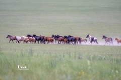 骏马驰骋（54）