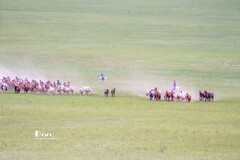 骏马驰骋（54）