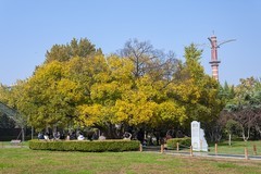 秋意浓-泉城公园8