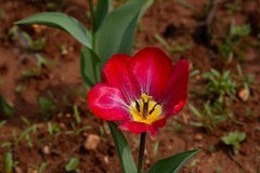 植物园拍郁金香 8