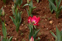 植物园拍郁金香 8