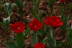 植物园拍郁金香 8