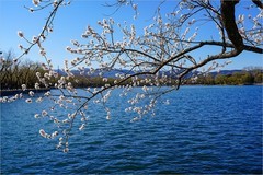 2026年第0207贴 - 颐和园西堤桃花纪实（0320）