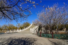 2026年第0207贴 - 颐和园西堤桃花纪实（0320）