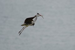 鹭鸟（26－11）