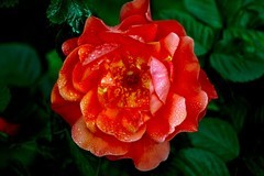 贺中秋——花好月圆