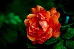 贺中秋——花好月圆