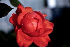 贺中秋——花好月圆