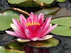 拍摄睡莲一10