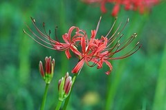 彼岸花（七）