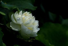 白荷花(3)