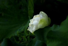 白荷花(3)