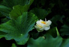 白荷花(3)
