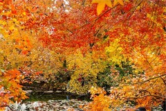 2025年第0871贴-苏州天平山红枫纪实拍（1217）