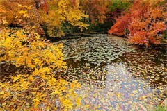 2025年第0871贴-苏州天平山红枫纪实拍（1217）