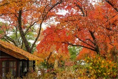 2025年第0871贴-苏州天平山红枫纪实拍（1217）