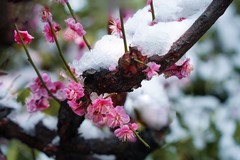 红梅傲雪（16）