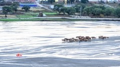 金秋乌兰布统-天太永（11）