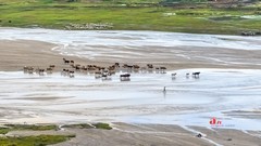 金秋乌兰布统-天太永（11）