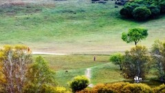 金秋乌兰布统——杨树背（11）