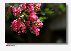 余荫山房-小叶紫wei。