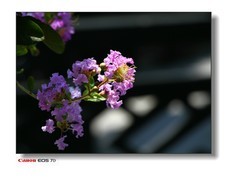 余荫山房-小叶紫wei。