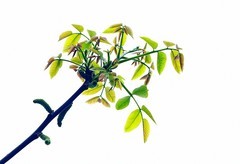 2052【不老松：纪实摄影】《院中花果》核头的花与果！ (2)