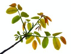 2052【不老松：纪实摄影】《院中花果》核头的花与果！ (2)