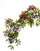 2050【不老松：纪实摄影】院中花果：已成熟的花椒！ (4)