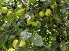 2051【不老松：纪实摄影】院中花果：青苹果 (3)