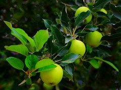 2051【不老松：纪实摄影】院中花果：青苹果 (3)