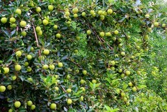 2051【不老松：纪实摄影】院中花果：青苹果 (3)