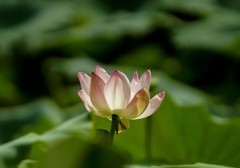 秋荷（10）