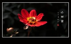 红红火火的小丽花