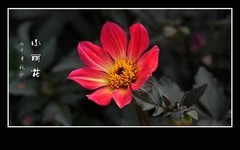 红红火火的小丽花