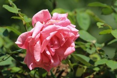 拍摄花卉一（820）