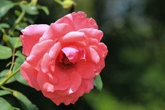 拍摄花卉一（820）