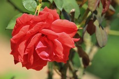 拍摄花卉一（820）