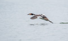 凤头僻鹈（三）