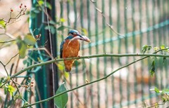 小翠鸟（二十六）