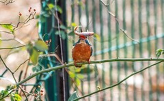 小翠鸟（二十六）