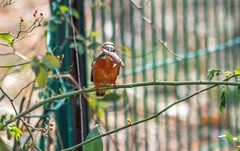 小翠鸟（二十六）