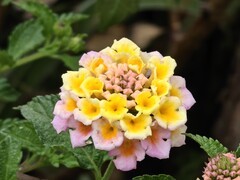 拍摄花卉一（948）