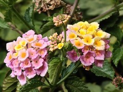 拍摄花卉一（948）