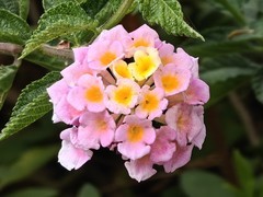 拍摄花卉一（948）