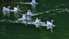 【视觉光影】 济 南 红 叶 谷（4）