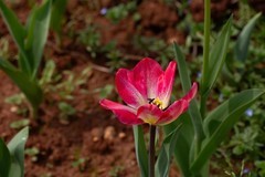 植物园拍郁金香 9