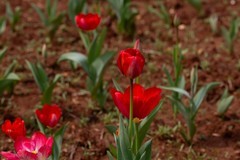 植物园拍郁金香 9